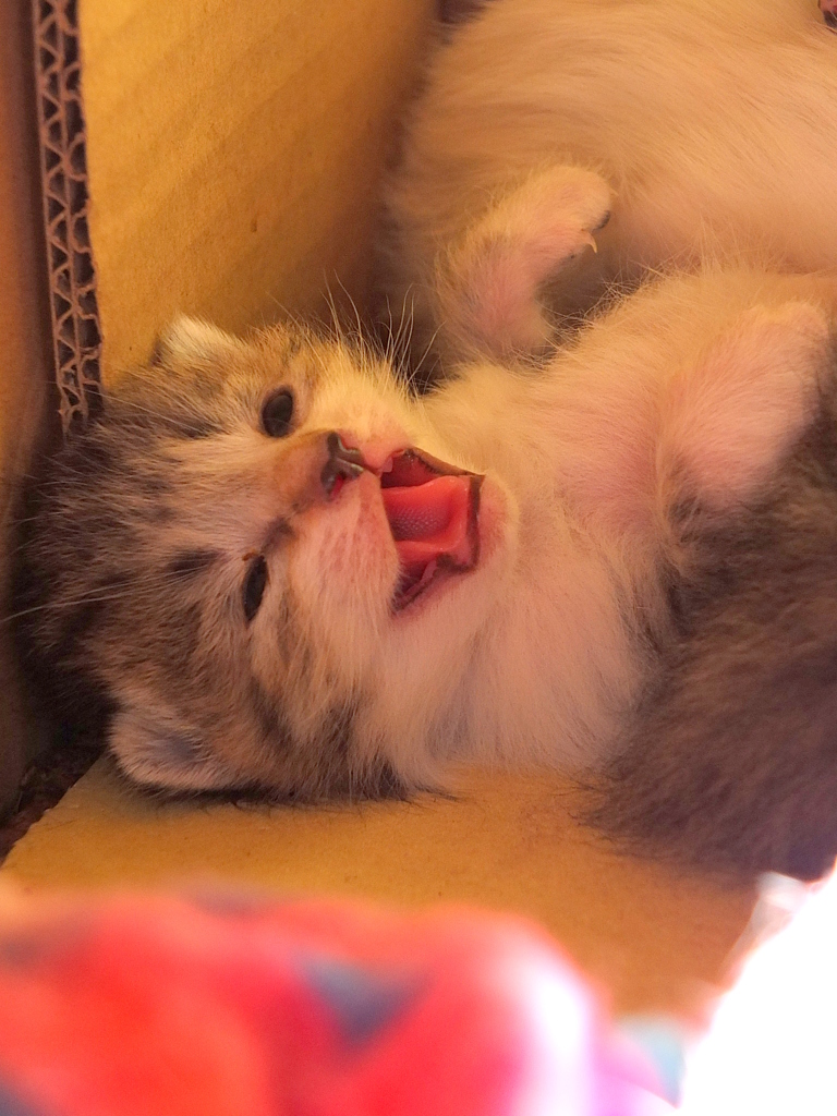 14-03-29    X-S1-2 302