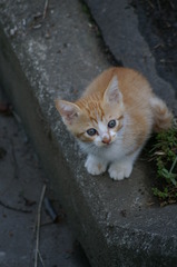 09-6-7  α-7digital 372