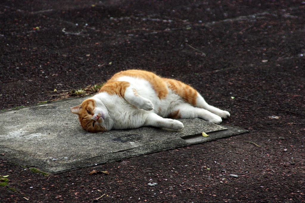ちどり公園09-12-13  K200D 090