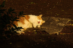 ちどり公園09-12-13  K200D 134