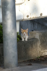 09-6-7  α-7digital 431