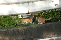 09-6-7  α-7digital 434