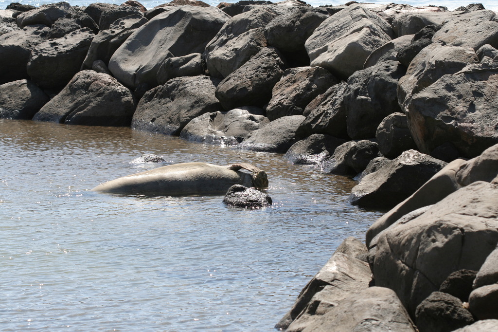 Hawaiian monk seal