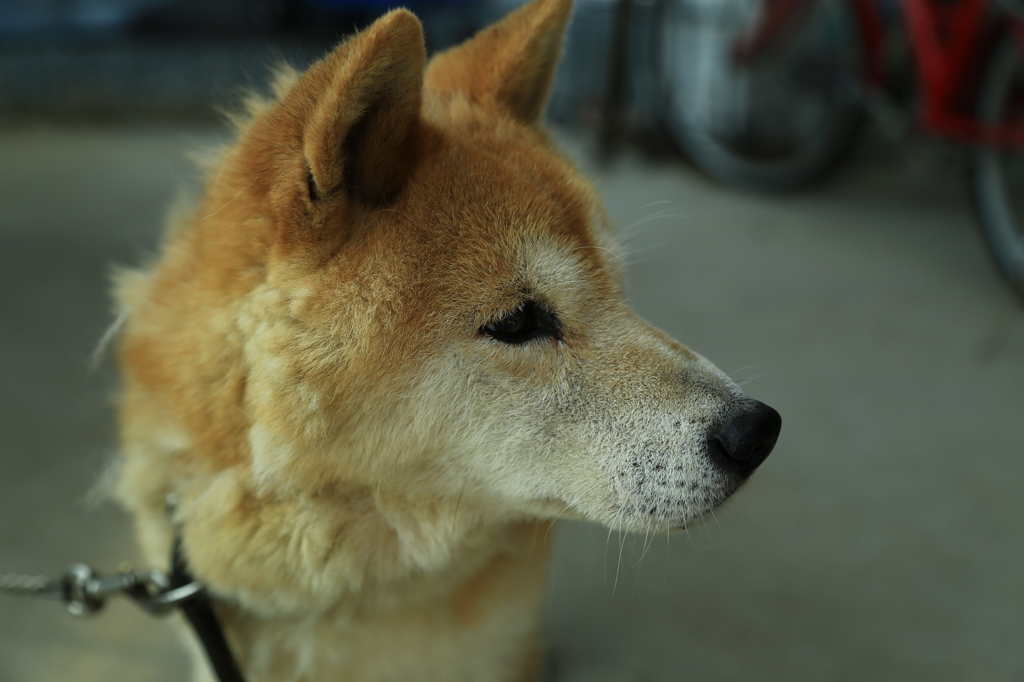 写真とかええで、エサはよ。