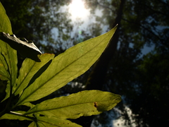 P8250807