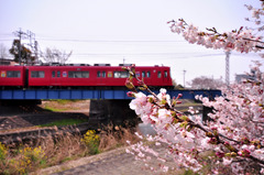 桜と電車