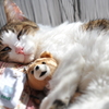 仲良しねこ