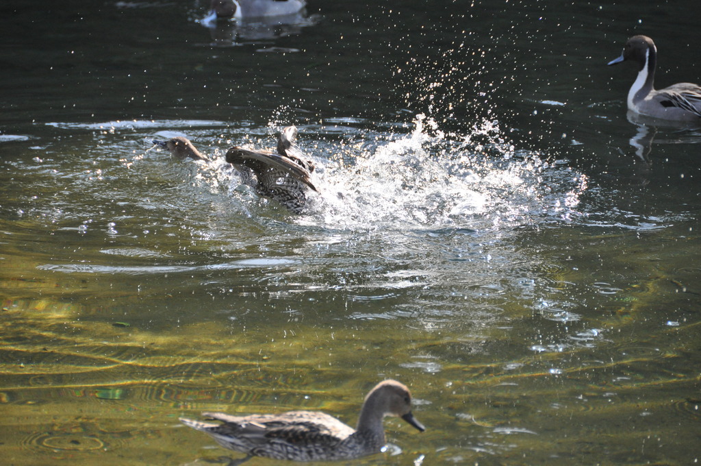 戸越公園