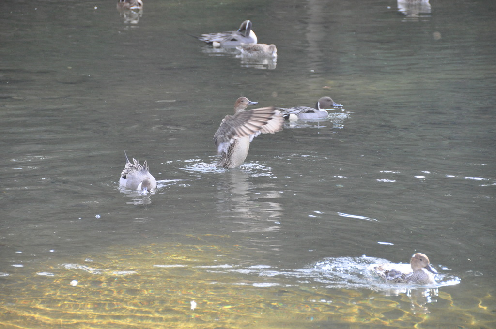 戸越公園
