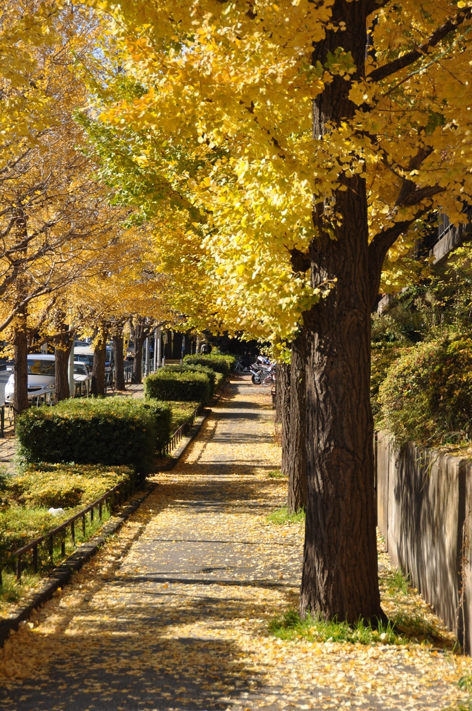 駒沢公園