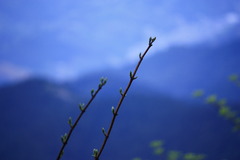 息吹