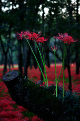 天空の曼珠沙華