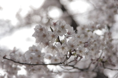 SAKURAⅡ