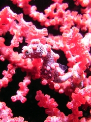 Pigmy Seahorse