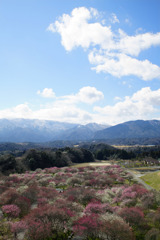 いなべ市梅林公園_c