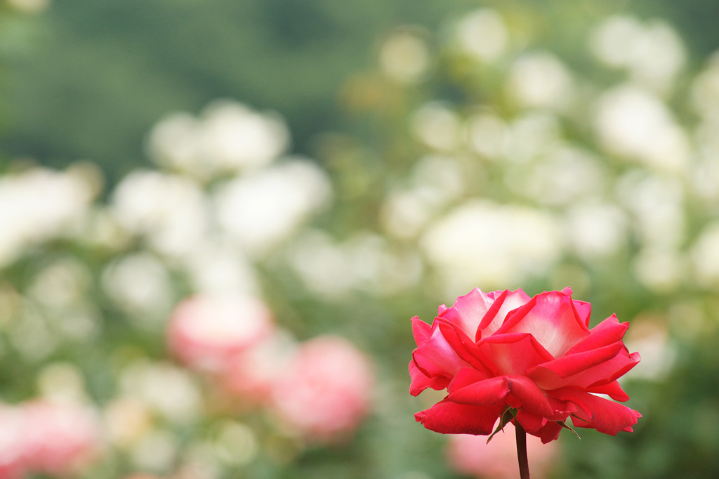 花フェスタ2016_6