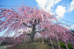 鈴鹿の森庭園_2