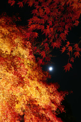 2012_曽木公園d