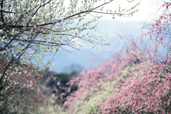 いなべ市梅林公園_j