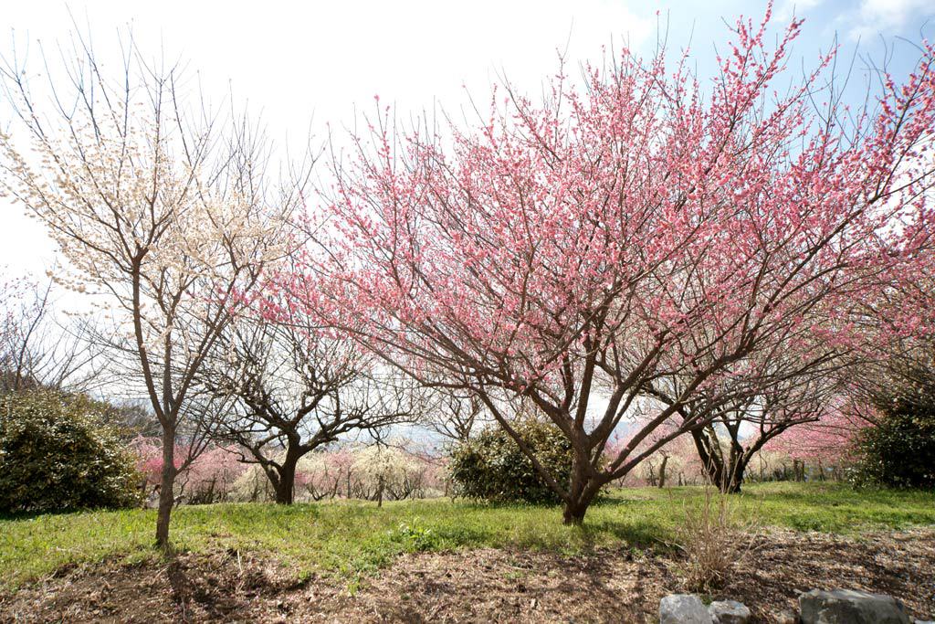 いなべ市梅林公園2013_3_25b