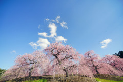 鈴鹿の森庭園_4