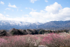 いなべ市梅林公園_a