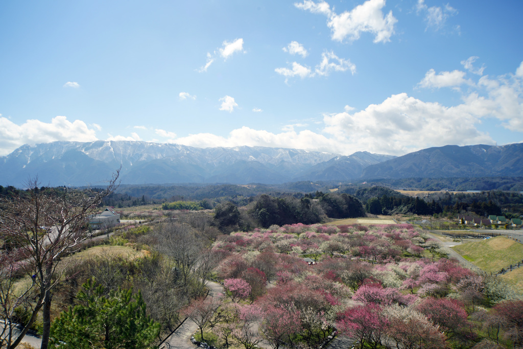 いなべ市梅林公園_i