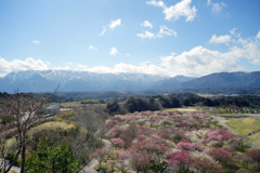 いなべ市梅林公園_i