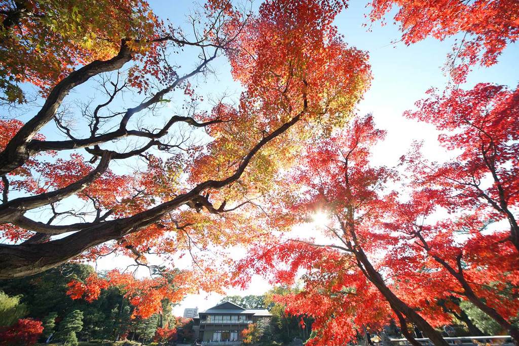 徳川園b