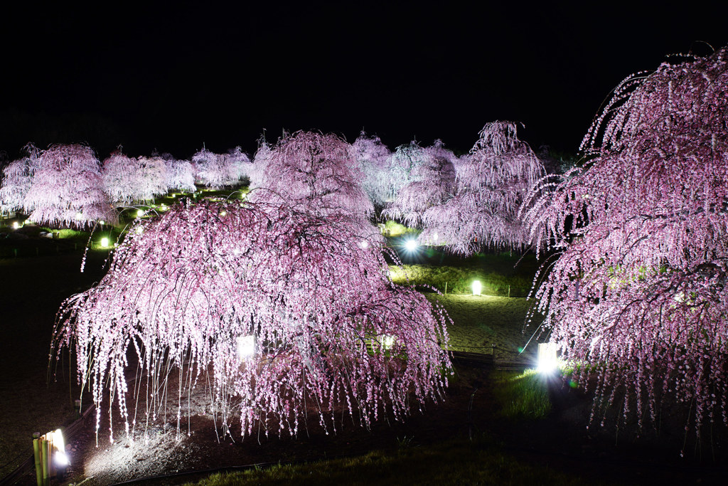 鈴鹿の森庭園_8