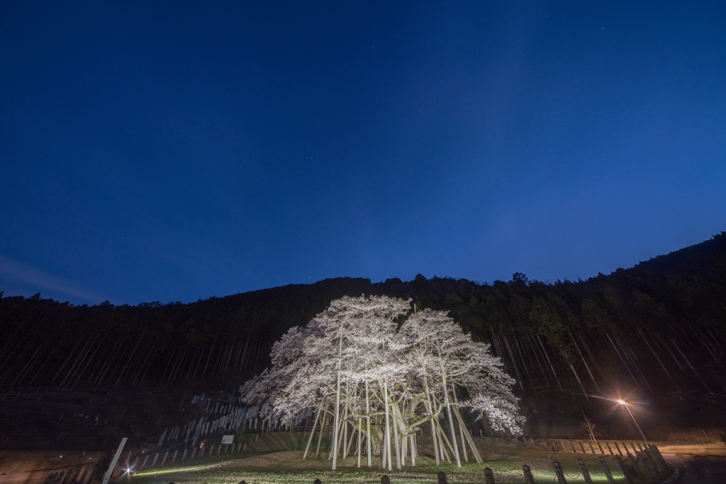 根尾谷淡墨桜d