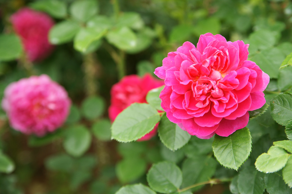 花フェスタ2016_2