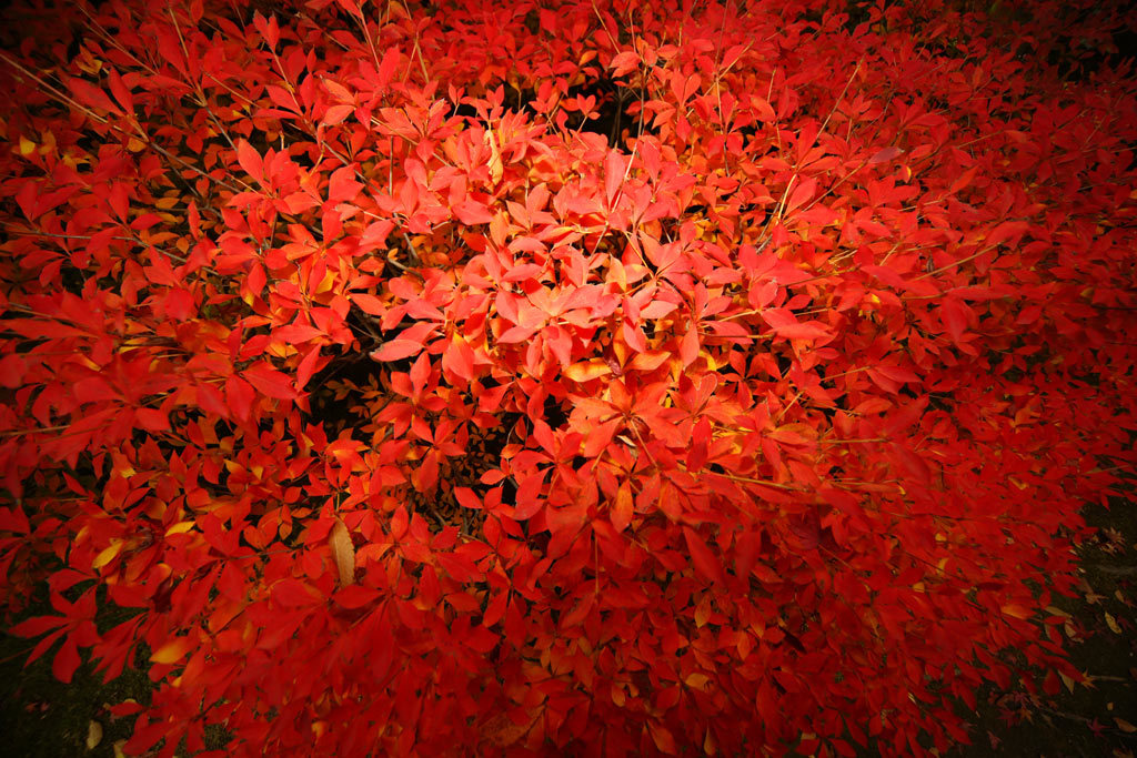 白鳥庭園2013b