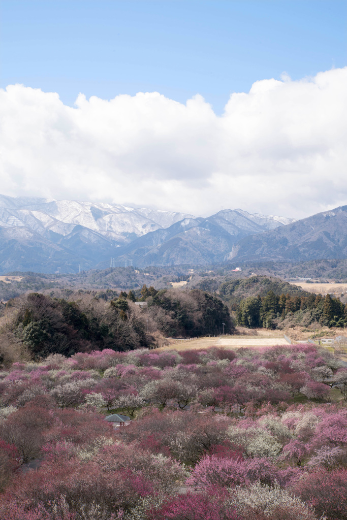 いなべ市梅林公園_b