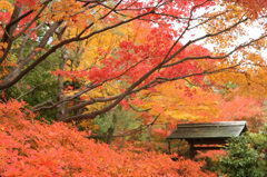 白鳥庭園2013c