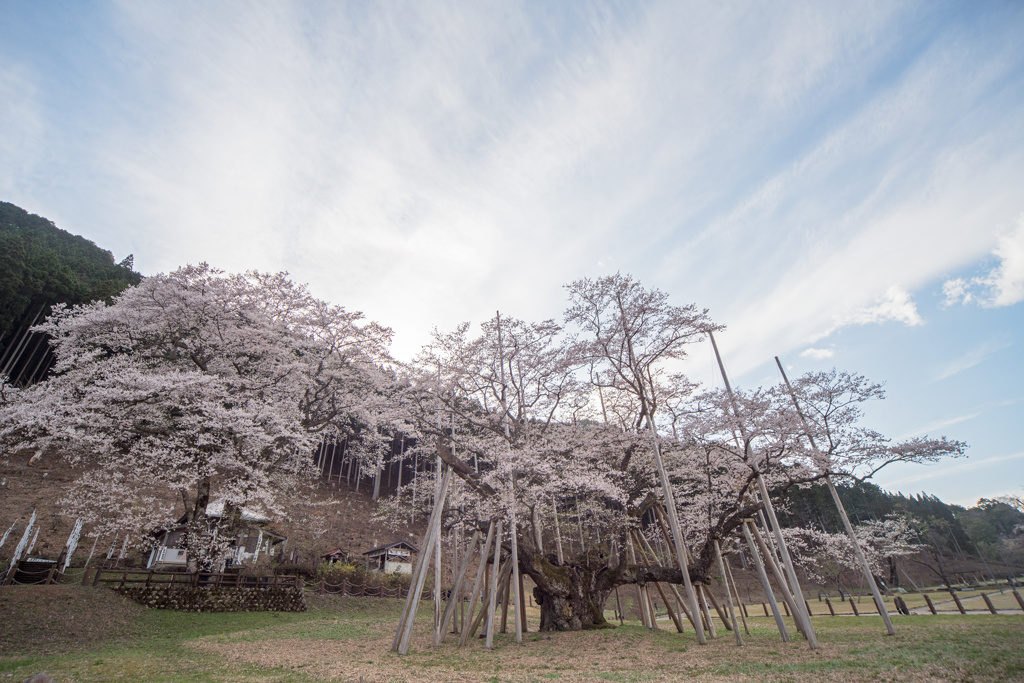 根尾谷淡墨桜c