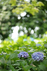 梅雨のひと時