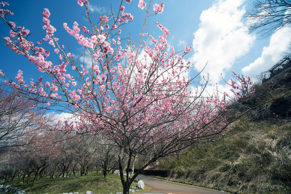 いなべ市梅林公園_d