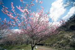 いなべ市梅林公園_d
