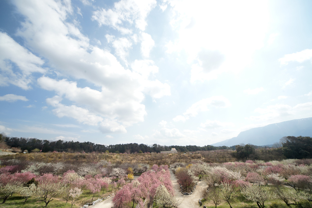 いなべ市梅林公園2013_3_25d