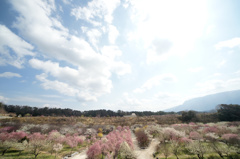 いなべ市梅林公園2013_3_25d