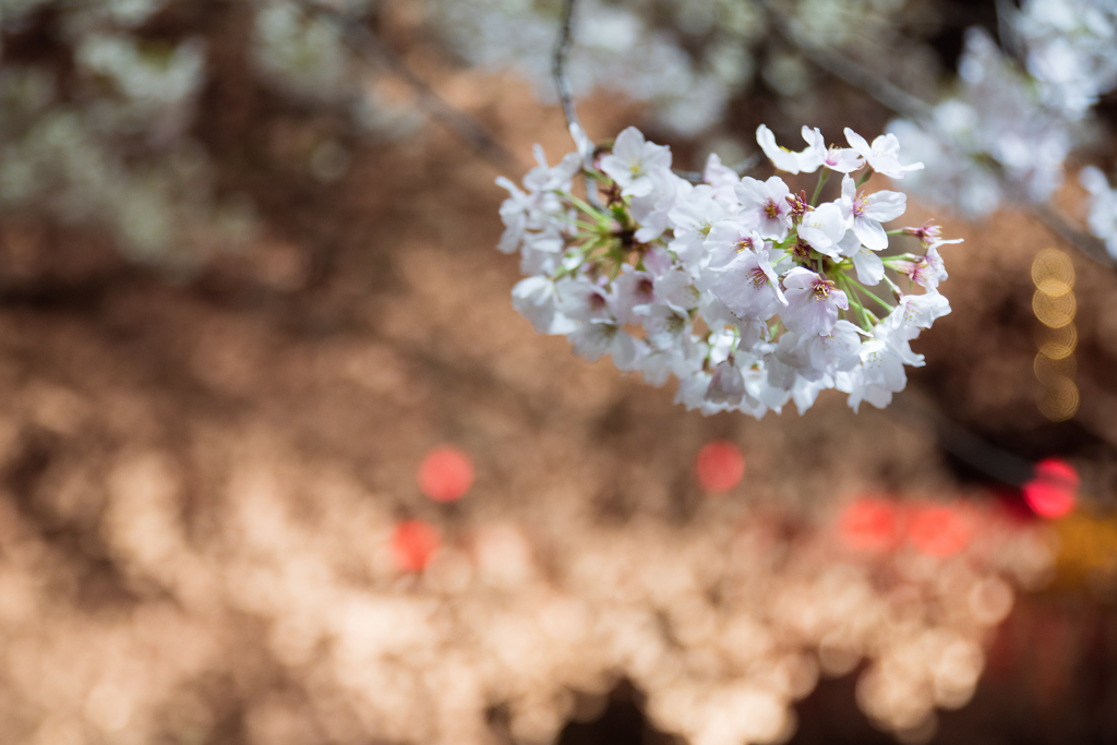 岩倉桜_e