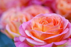 薔薇さん