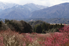 いなべ市梅林公園_h