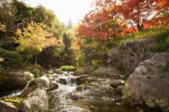 白鳥庭園2013d