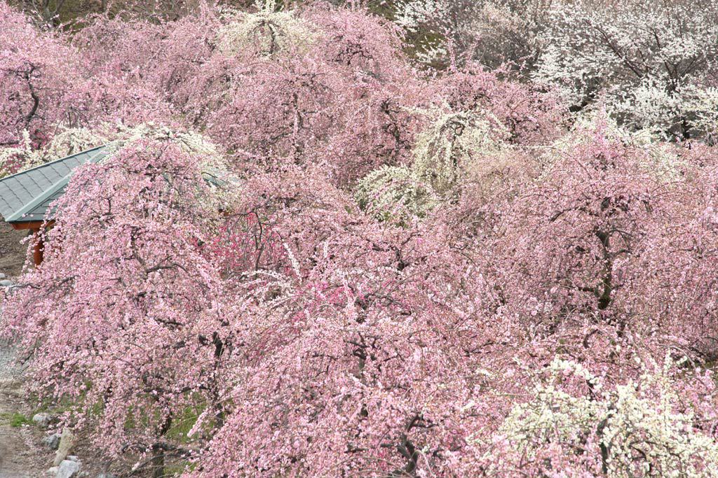 いなべ市梅林公園2013_3_25c