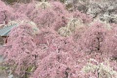 いなべ市梅林公園2013_3_25c
