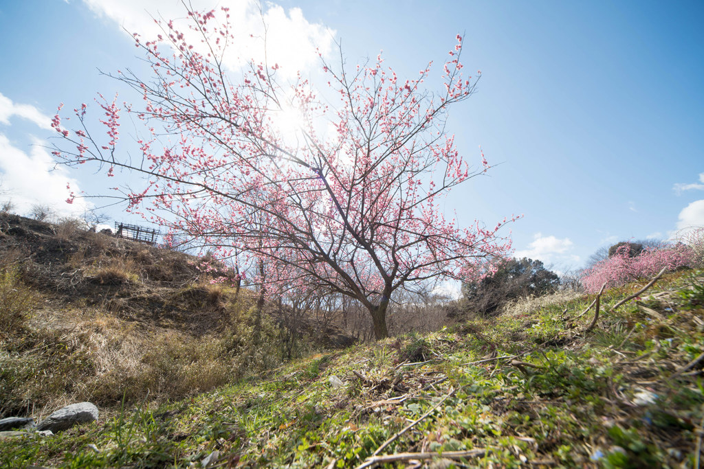 いなべ市梅林公園_e