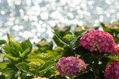 紫陽花の光