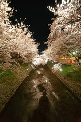 夜桜